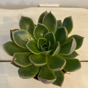4 inch succulent- live house plant